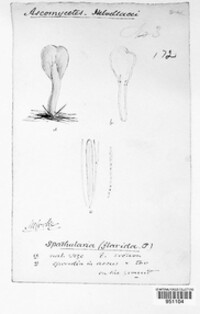 Spathularia flavida image